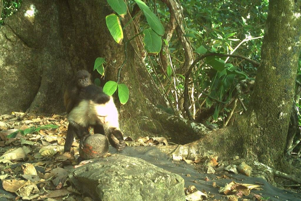 Macacos-prego sequestram filhotes de outra espécie na ilha de jicarón, no Panamá. Foto:  Brendan Barrett/Instituto Max Planck de Comportamento Animal /AFP1747831743 3x2 Lg