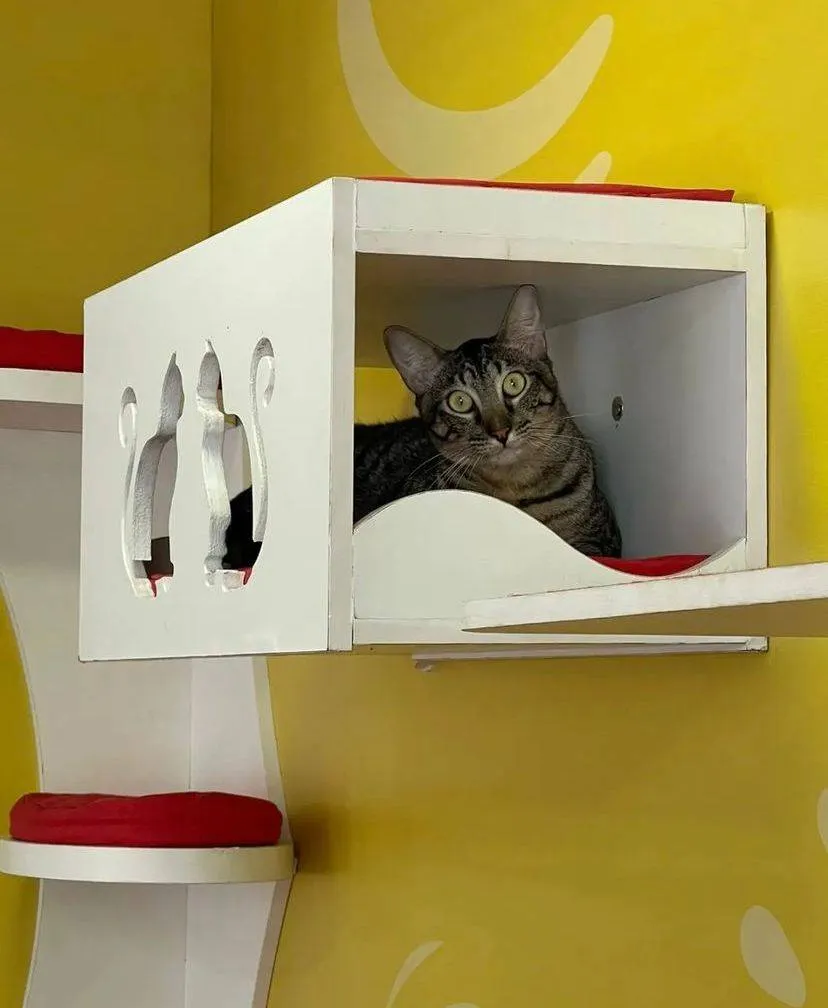 Parque da Cidade recebe feira sobre guarda responsável de gatos neste domingo (13)