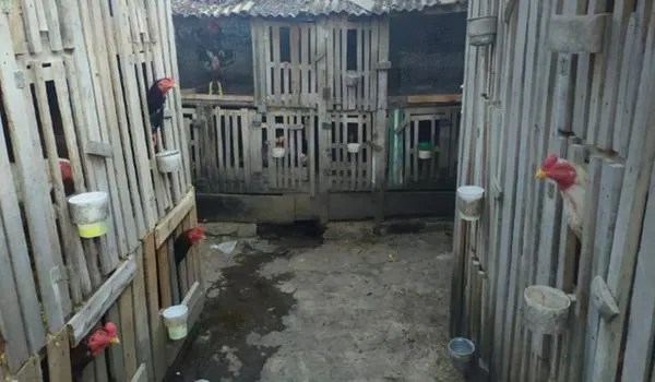 PM invade "rinha" de galo em Itabuna leva 44 pessoas à delegacia; animais são apreendidos 