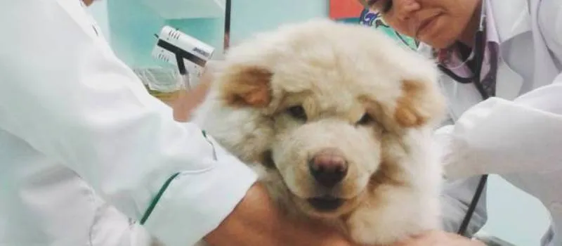 AMOR CANINO: Jornalista faz vaquinha virtual para salvar ‘filho’ em cirurgia; Saiba como doar
