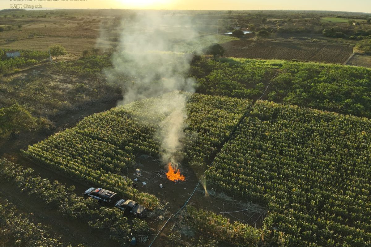 Mega Planta&ccedil;&atilde;o de maconha &eacute; destru&iacute;da. Foto: Divulga&ccedil;&atilde;o | Ascom/PCBA