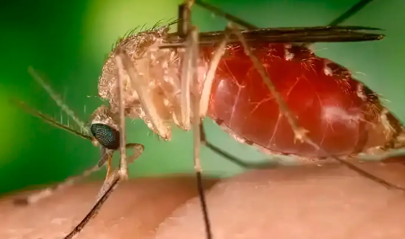 Febre do Oropouche: o que é a doença que já causou duas mortes no RJ