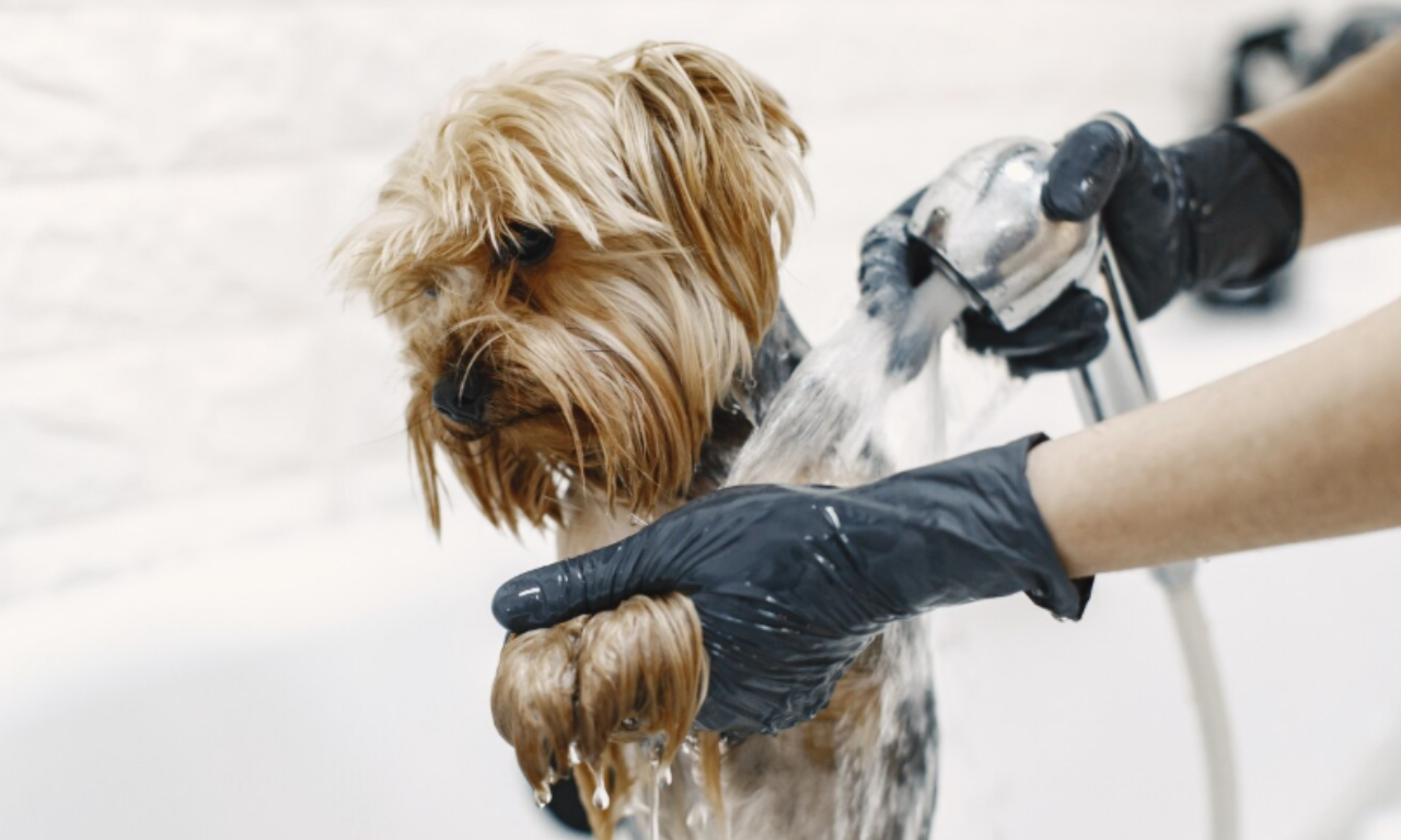 Projeto pode obrigar c&acirc;meras em &aacute;reas de banho e tosa de pets em Salvador.Foto: Freepik