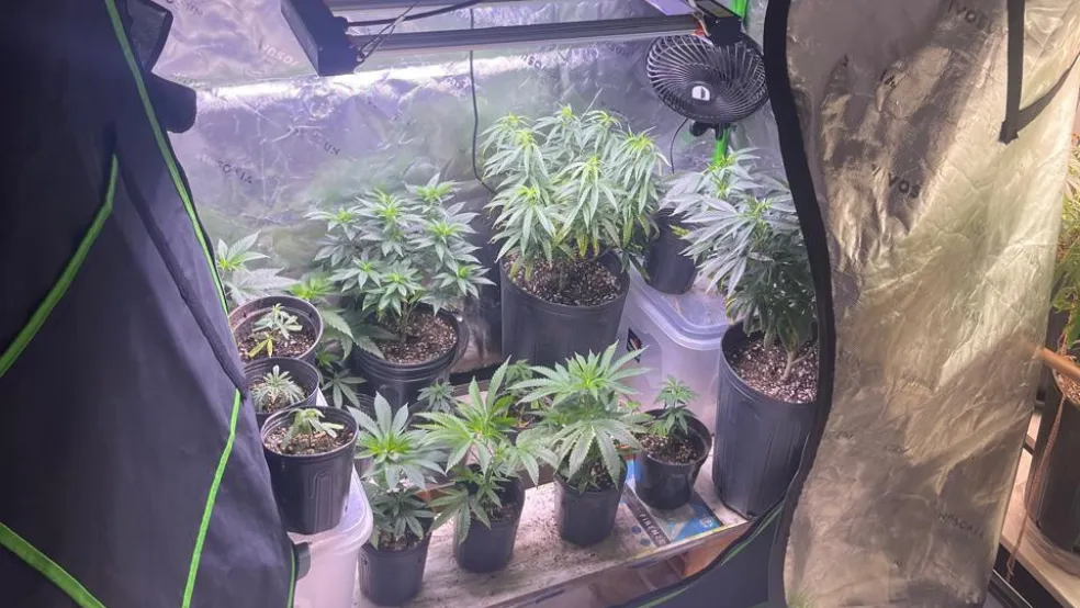 Estufa de maconha