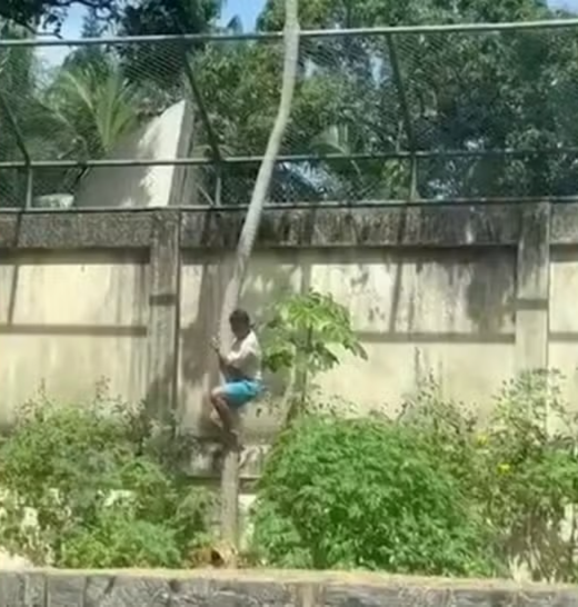 Leoa Que Matou Jovem Que Invadiu Zoologico. | Foto: Reprodução Rede Social