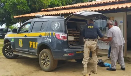 Aglomeradas em porta-malas, quase mil aves silvestres são resgatadas no sul da Bahia