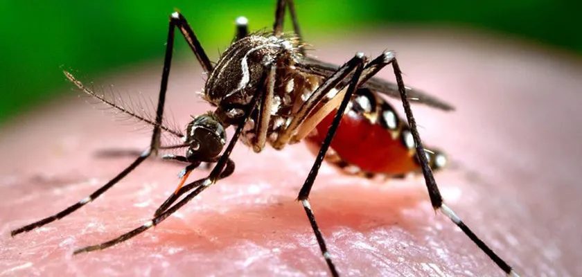 Governo do Estado apresenta plano de combate ao zika vírus, dengue e chikungunya