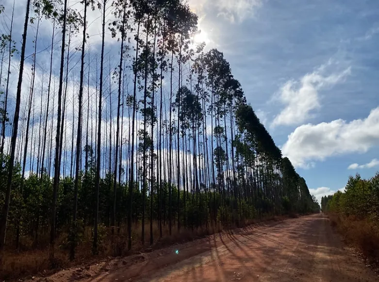 Jardineiro é encontrado morto em plantação de eucaliptos no sul da Bahia