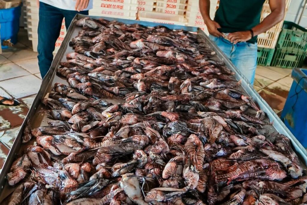 Quase 500 Peixes Leão Invasores São Retirados Do Mar Da Bahia