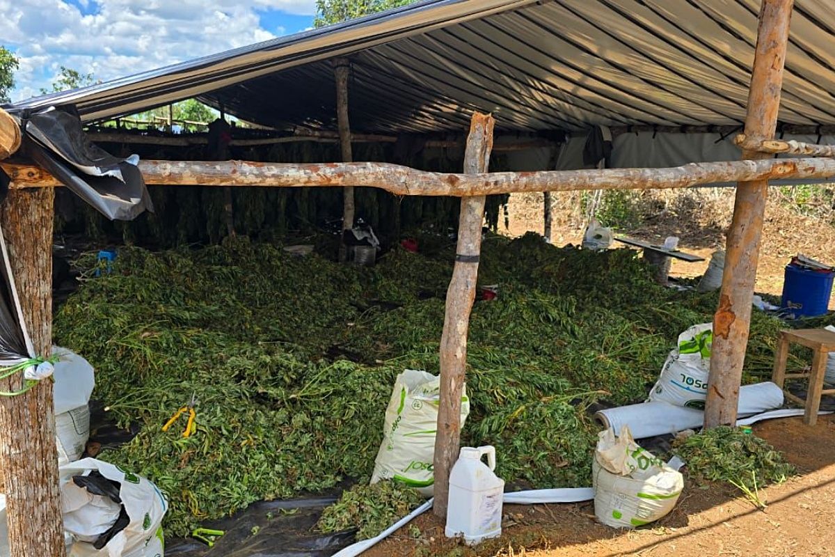 A Opera&ccedil;&atilde;o Dem&eacute;ter da Pol&iacute;cia Civil erradicou 180 mil p&eacute;s de maconha na zona rural de Bonito, na Bahia. Foto: PCBA