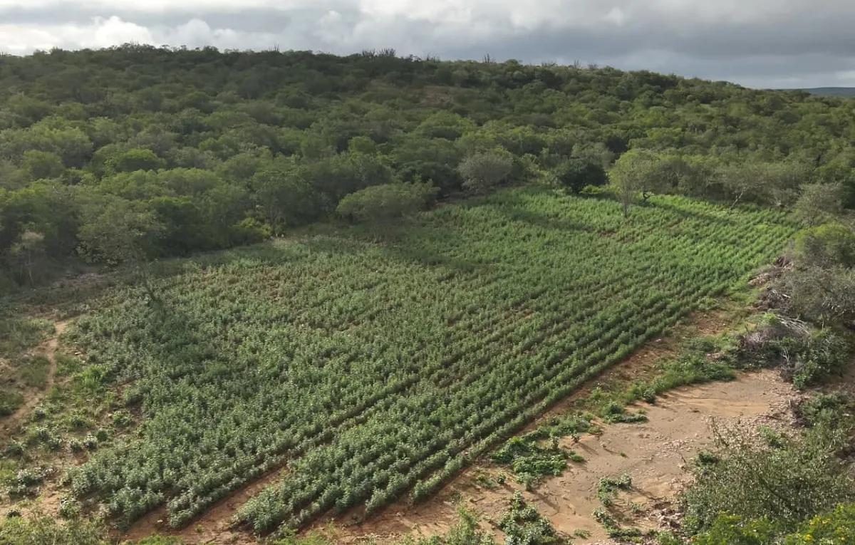 Operação erradica 125 mil pés de maconha no norte da Bahia