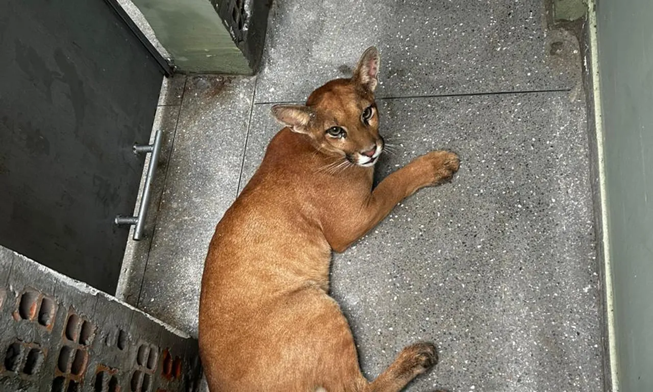 Inema Resgata Filhote De On&ccedil;a Parda No Oeste Da Bahia