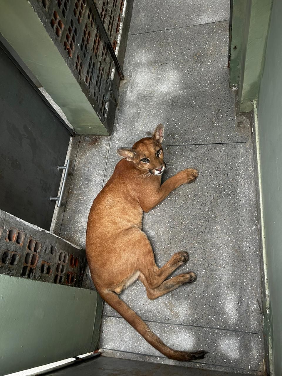 Inema Resgata Filhote De On&ccedil;a Parda No Oeste Da Bahia