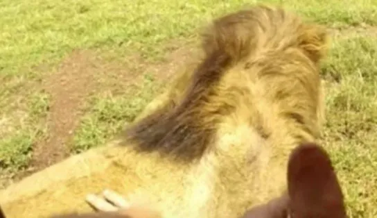 Apesar das recomendações, homem toca leão em safári e escapa de ataque por pouco; veja vídeo