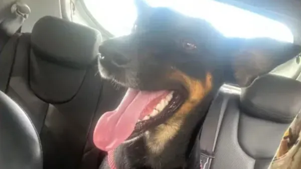 Cadela É Encontrada Morta No Campus Do Ifba Foto Redes Sociais