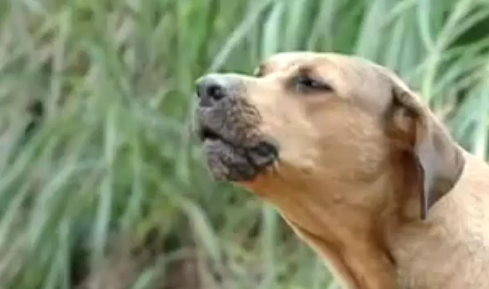 Cadela que perdeu dona em soterramento emociona moradores da San Martin
