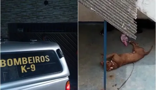 "Estão para morrer": Pitbulls são abandonados por tutor que recebeu ordem de despejo em Pirajá; veja vídeos