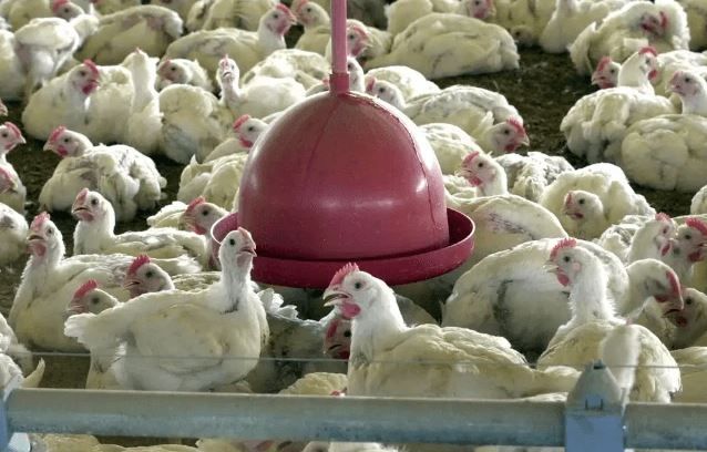 A descoberta da gripe aviária ocorreu no município de Montenegro, no Rio Grande do Sul | Arquivo/Agência Brasil