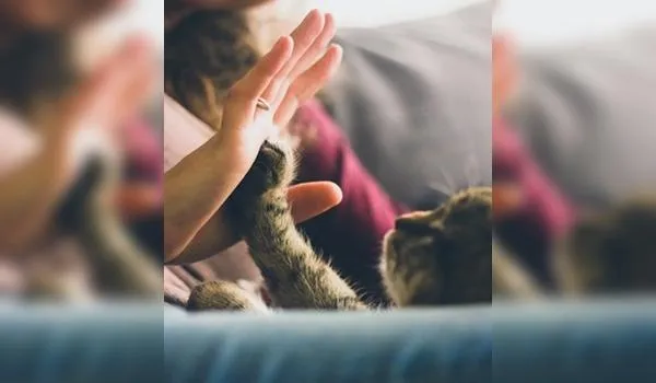 Conselho Federal de Medicina Veterinária indica cuidados com os animais em meio à pandemia