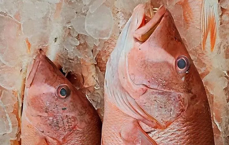Vai comprar peixe para a Semana Santa? Saiba como escolher bem o pescado