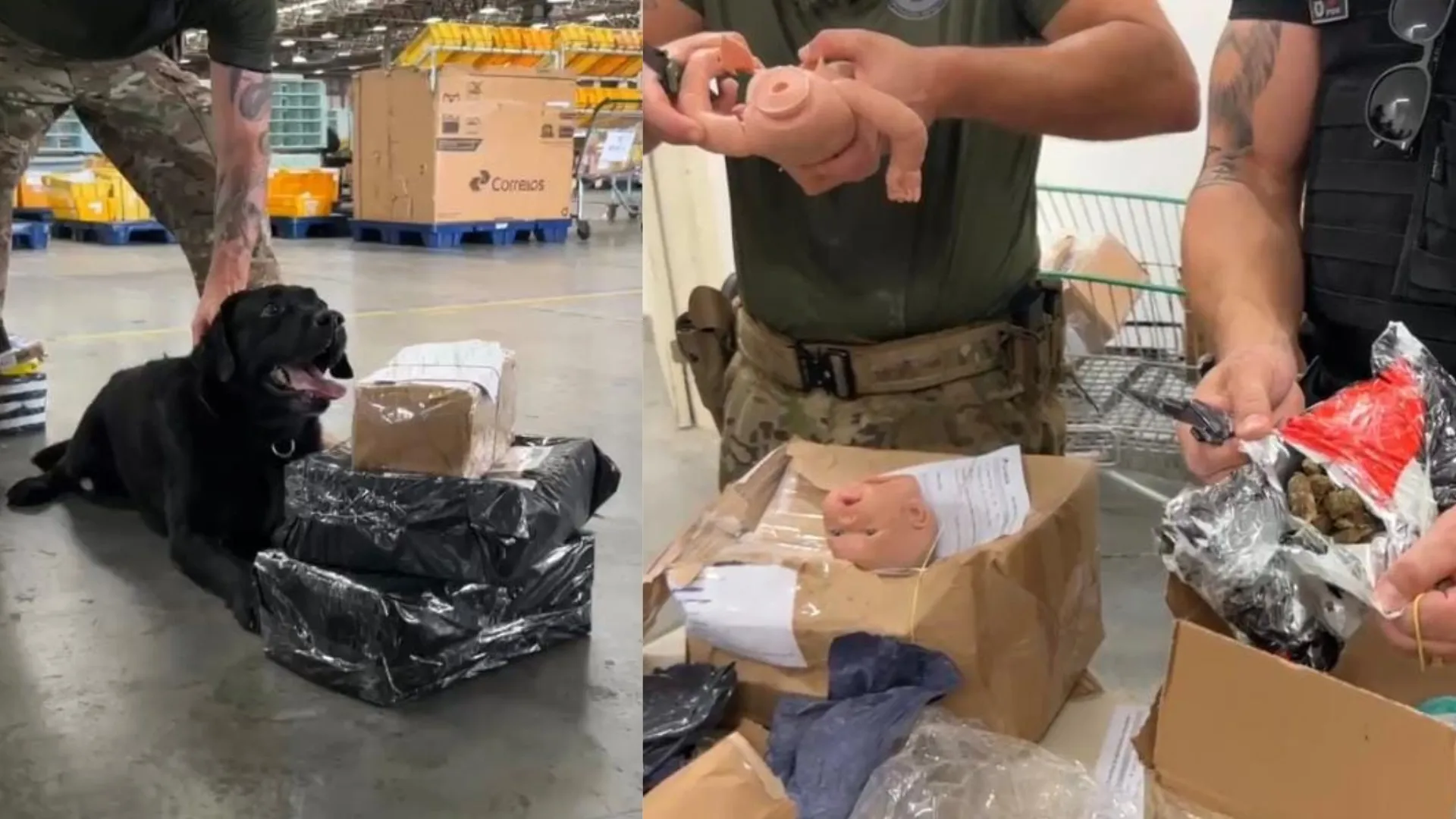 VÍDEO: mais de 50 encomendas com drogas apreendidas em Correios da RMS
