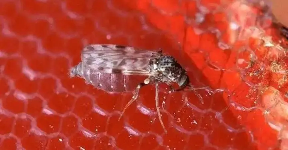 Organização eleva risco de febre do Oropouche nas Américas para alto