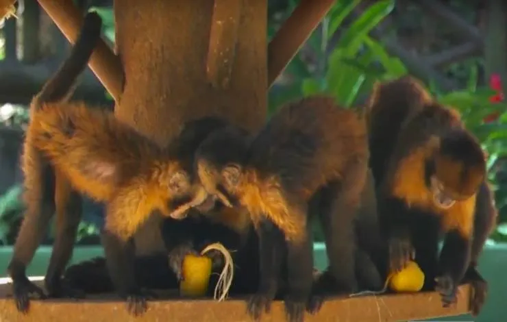 Macaco quer sorvete? Animais do zoológico ganham picolés para combater o calor; assista