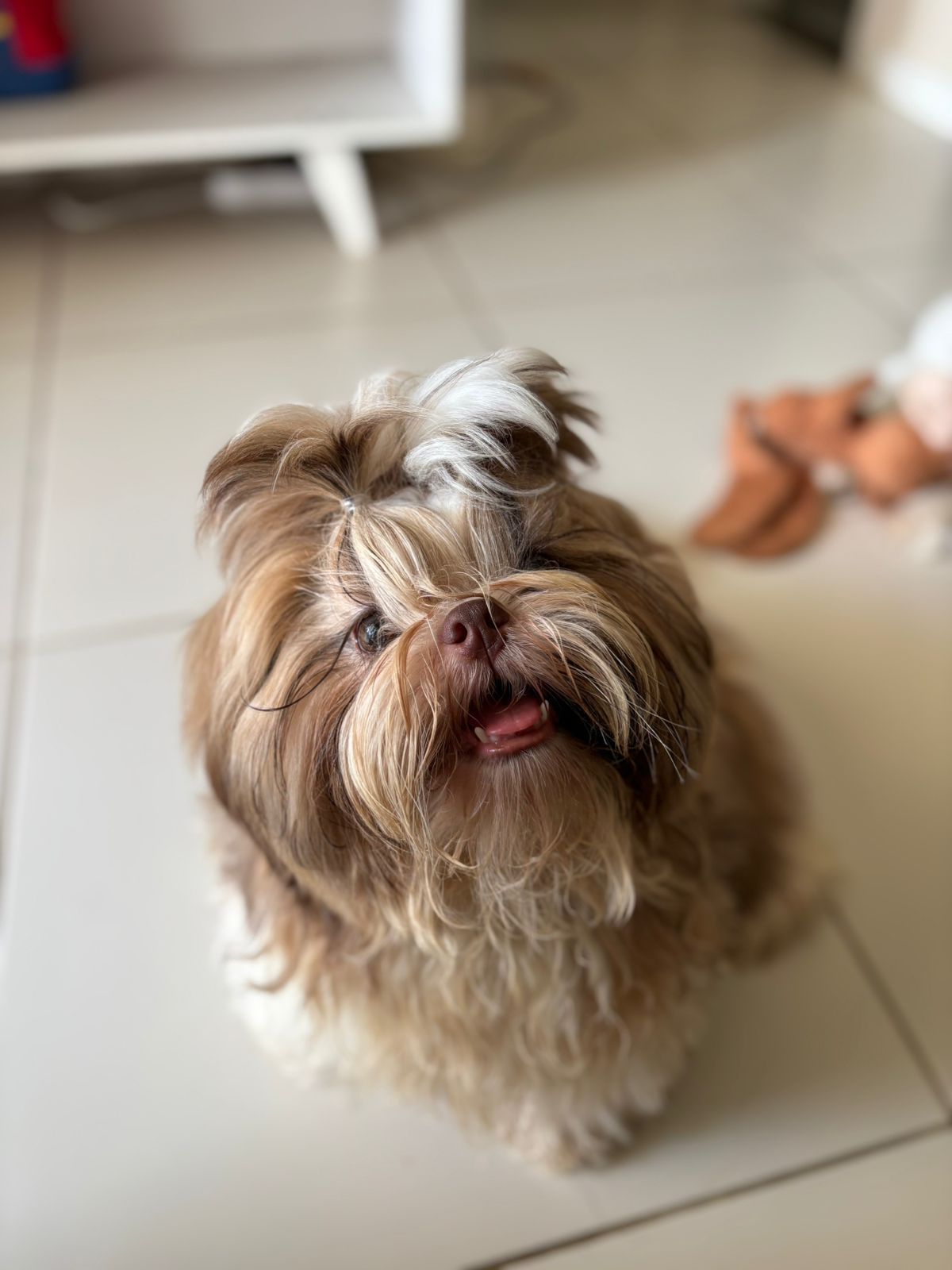 O objetivo do Dia Mundial do Cachorro vai além de mimar os pets. | Foto: Bruna Castelo Branco/Aratu On