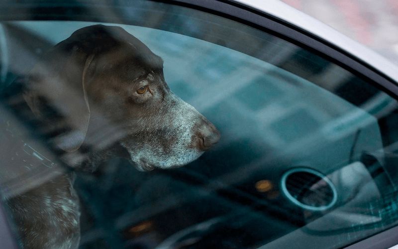 Deixar animais dentro de ve&iacute;culos fechados pode elevar a temperatura interna para mais de 60 &deg;C em poucos minutos, o que pode levar &agrave; morte por hipertermia/Foto: Reprodu&ccedil;&atilde;o&nbsp;