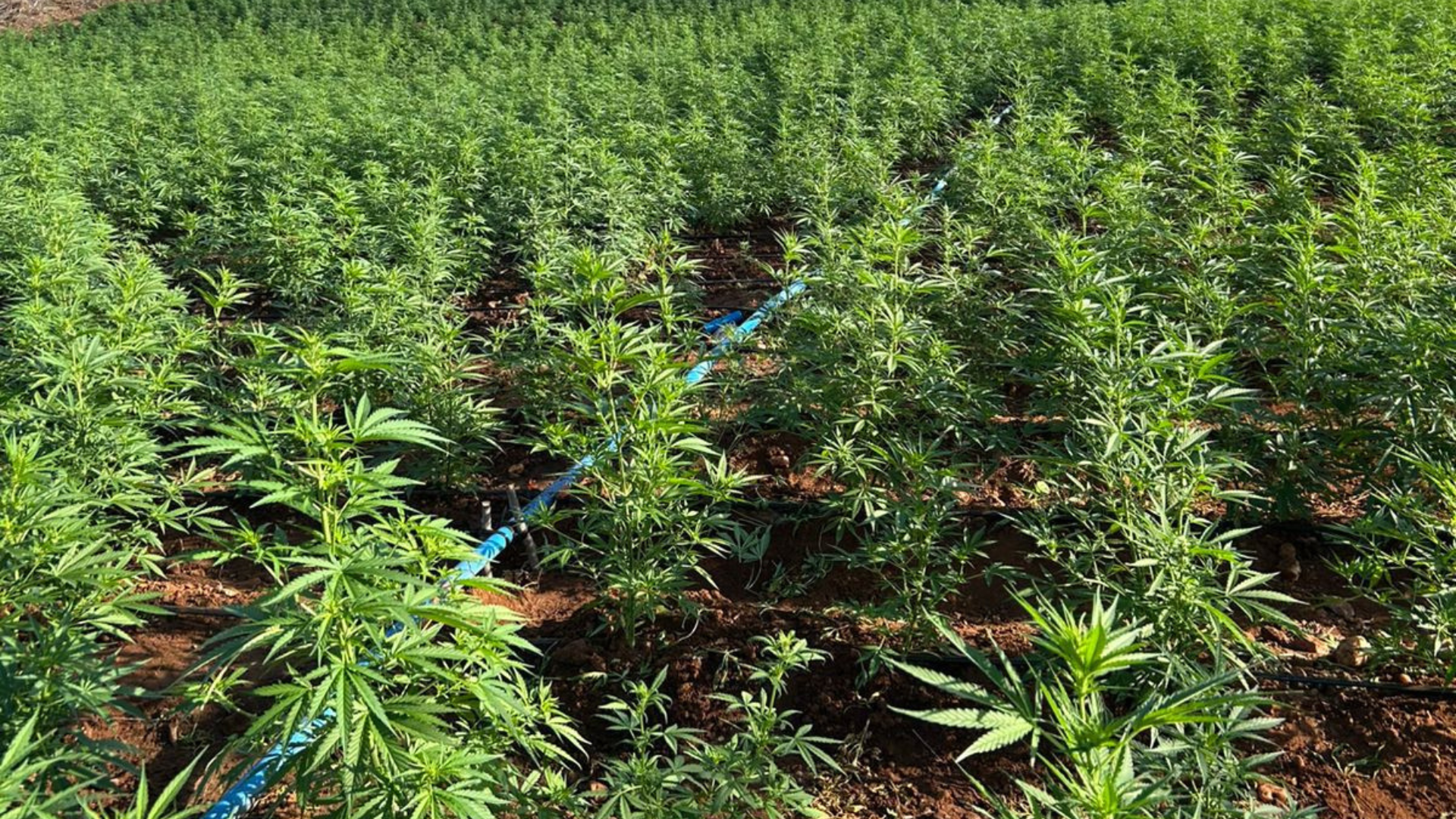 Forças Estadual e Federal localizam 200 mil pés de maconha. Foto: Divulgação SSP