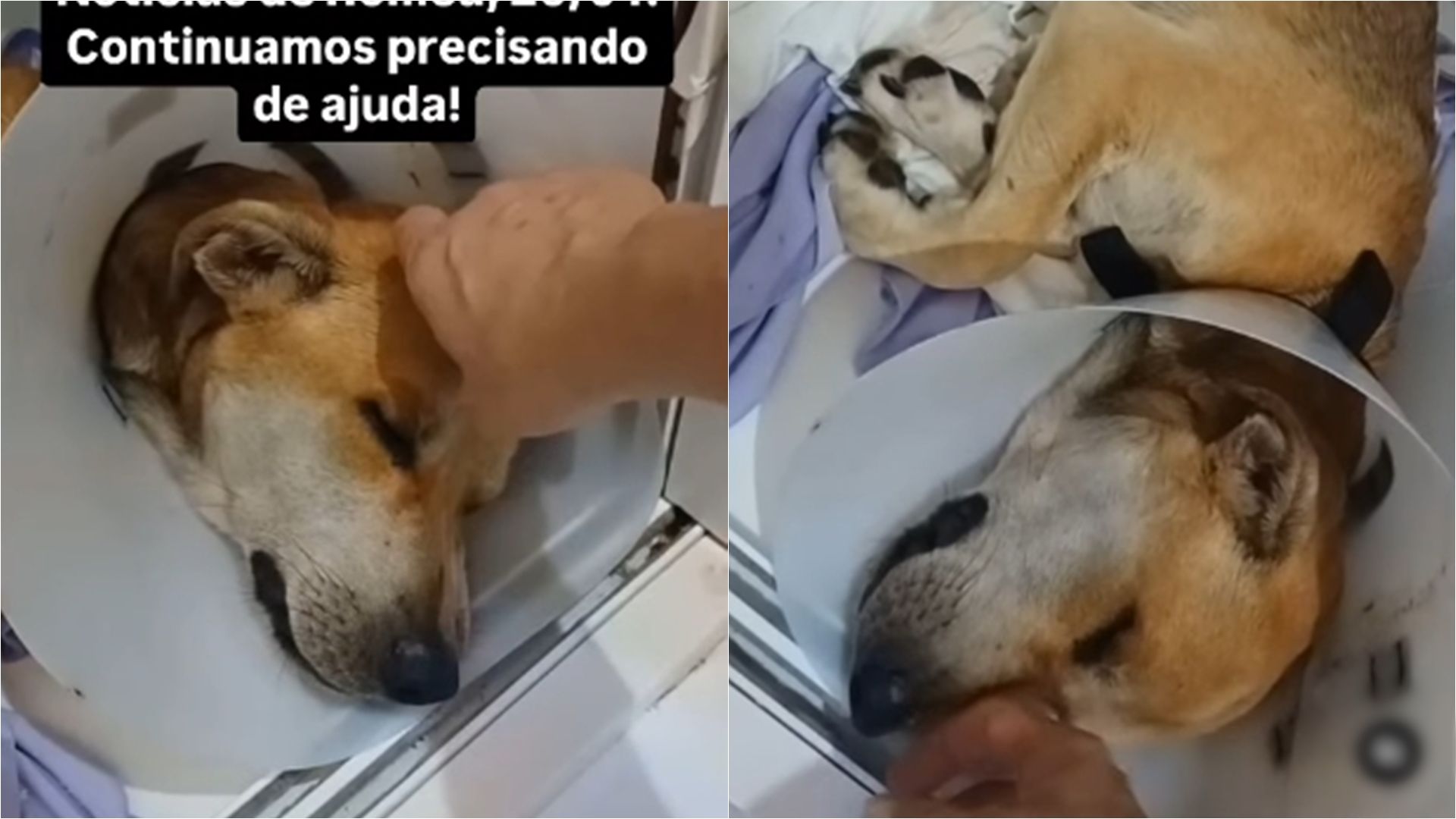 Cachorro, chamado de Romeu, teve partes do rabo e ânus mutiladas em Ilhéus, no sul da Bahia | Fotos: reprodução/ONG Planeta dos Bichos 
