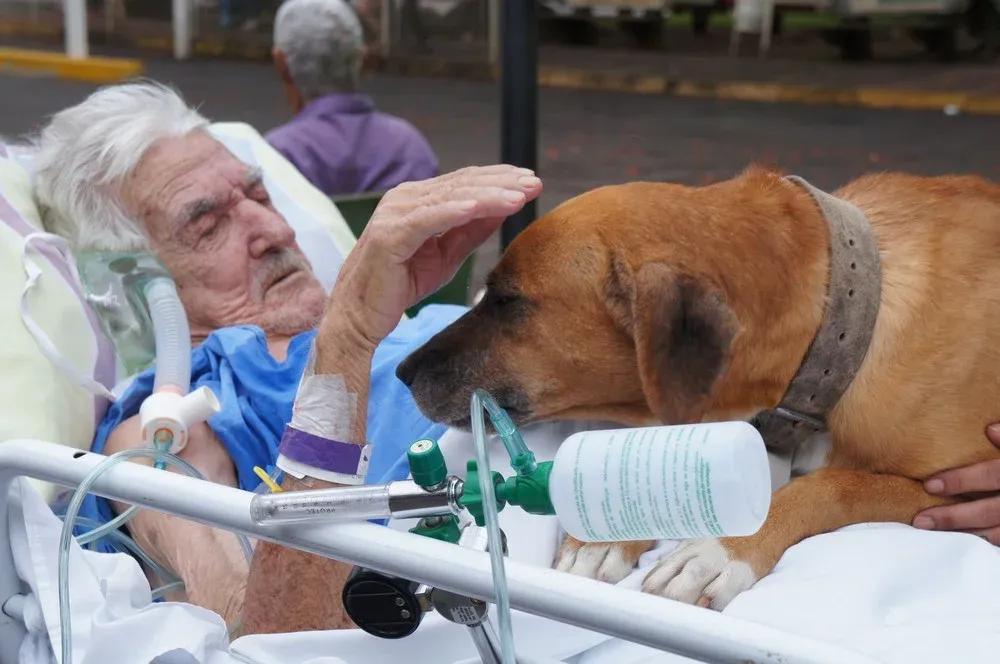Cachorro visita idoso em hospital Foto Fundação Padre Albino Divulgação