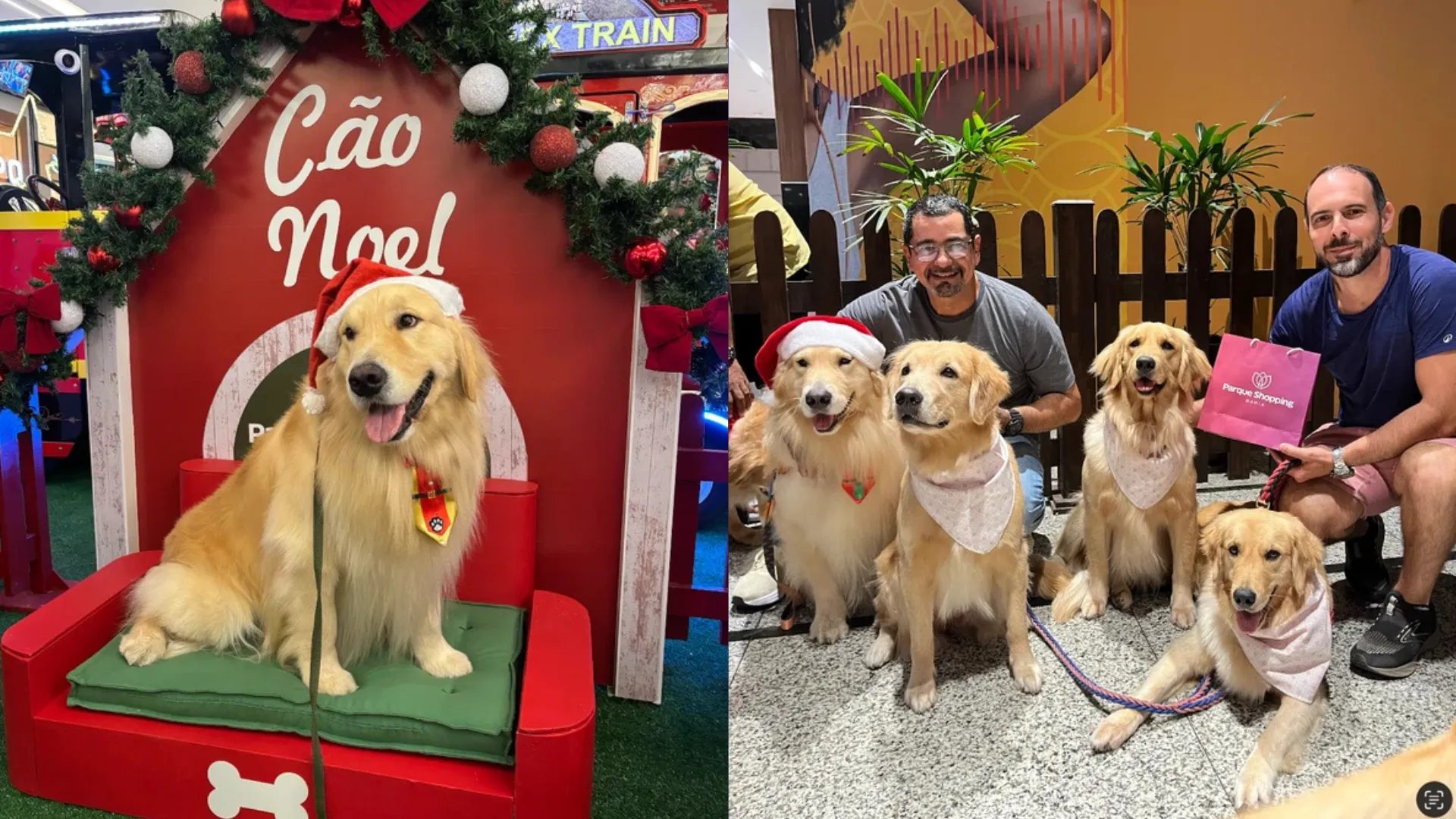 Cachorrinhos terapeutas viram 'Cães Noel' em shopping de Lauro de Freitas
