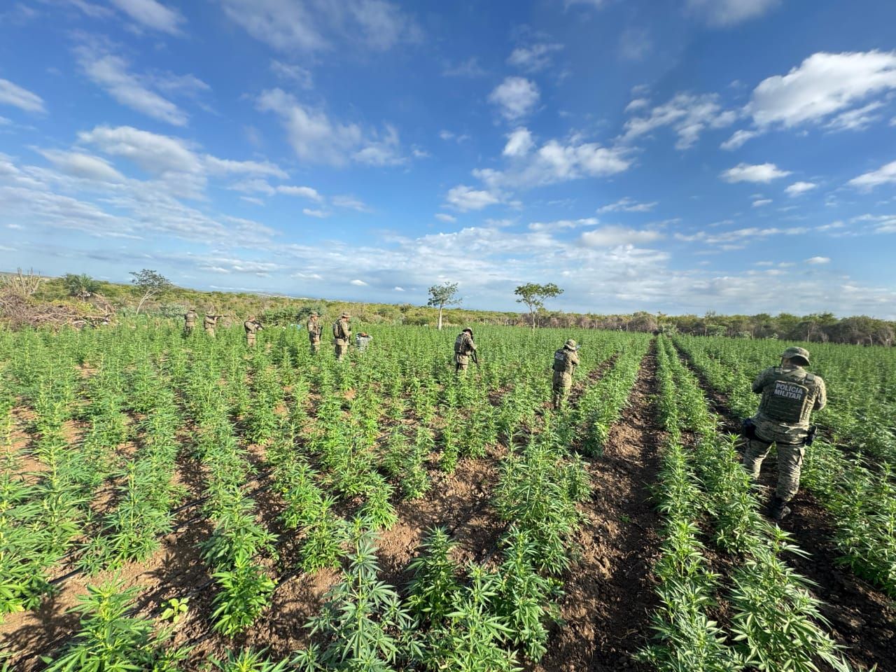 Cipe Caatinga já erradicou 896 mil pés de maconha.  Foto: PMBA – DCS