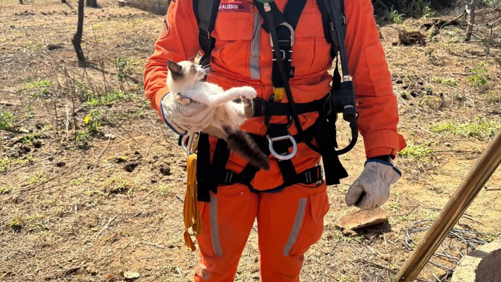 O gato preso foi resgatado e devolvido ao tutor sem ferimentos aparentes. Foto: Divulga&ccedil;&atilde;o/Corpo de Bombeiros