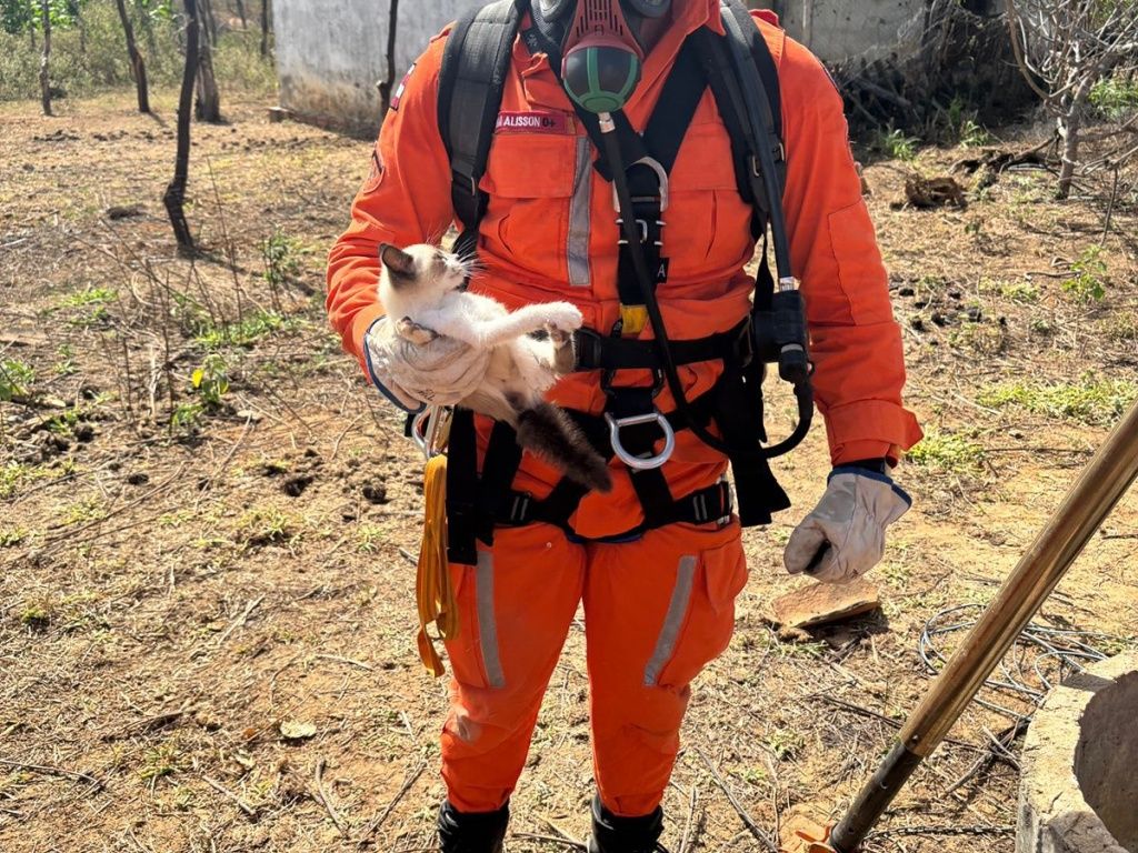 O gato preso foi resgatado e devolvido ao tutor sem ferimentos aparentes. Foto: Divulgação/Corpo de Bombeiros