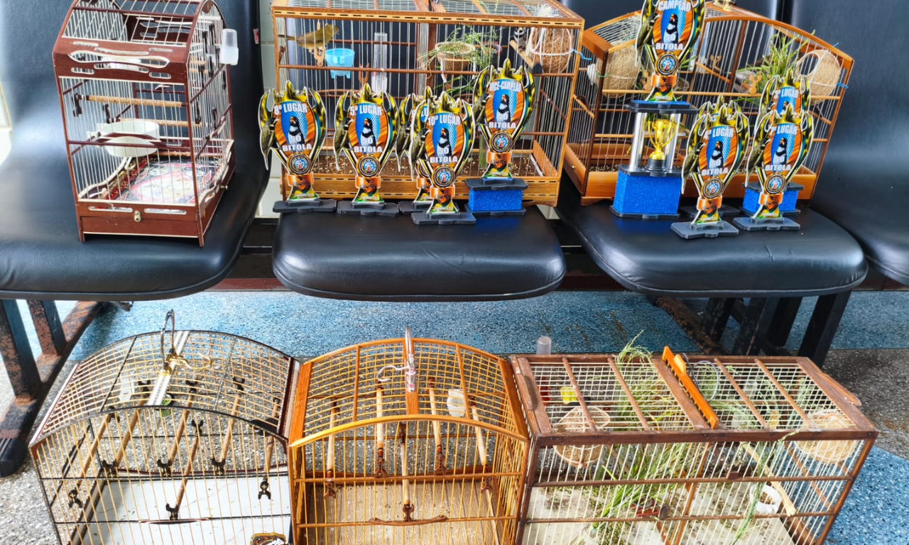 Opera&ccedil;&atilde;o For&ccedil;a Total: trio &eacute; preso por cativeiro ilegal de aves em Salvador.Foto: Divulga&ccedil;&atilde;o / SSP-BA