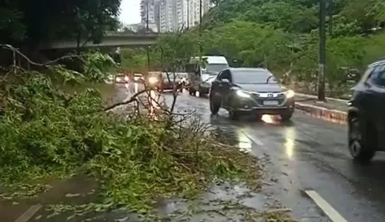 Queda de árvore, alagamentos e trânsito lento são provocados por chuvas intensas na capital baiana; veja vídeo 