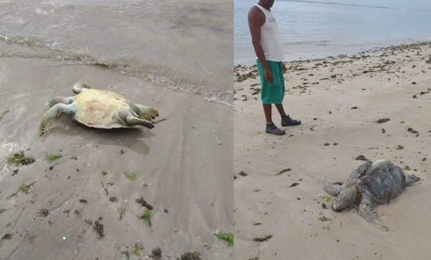 Mortes de tartarugas em Vera Cruz estão relacionadas com pesca, assegura Projeto Tamar