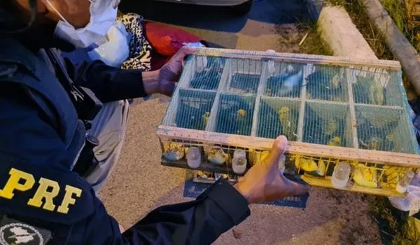 Passarinhos, galinhas e galos são resgatados em situação de maus-tratos na BR 116