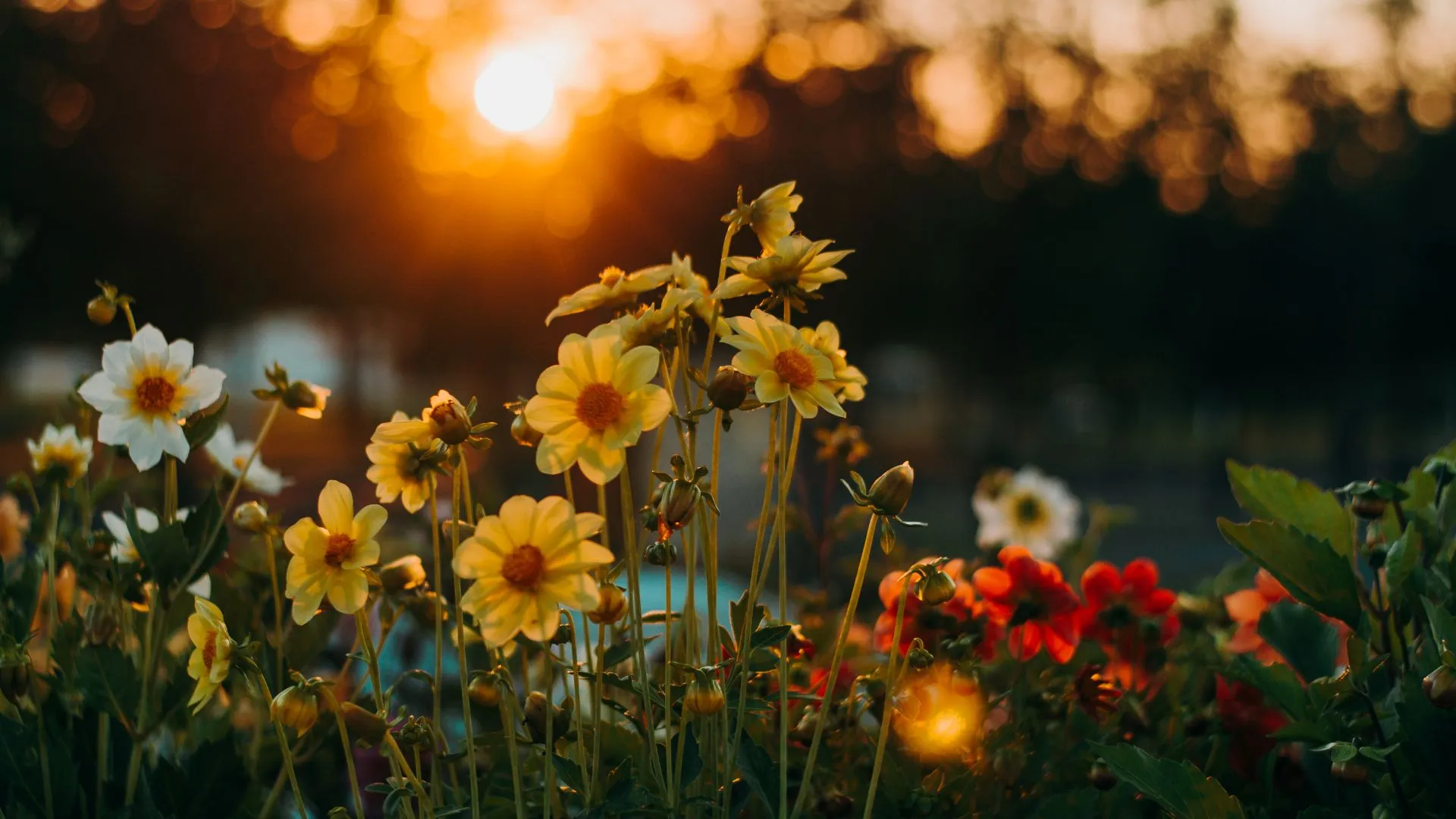 Primavera começa nesta segunda-feira (22). Foto: Canva