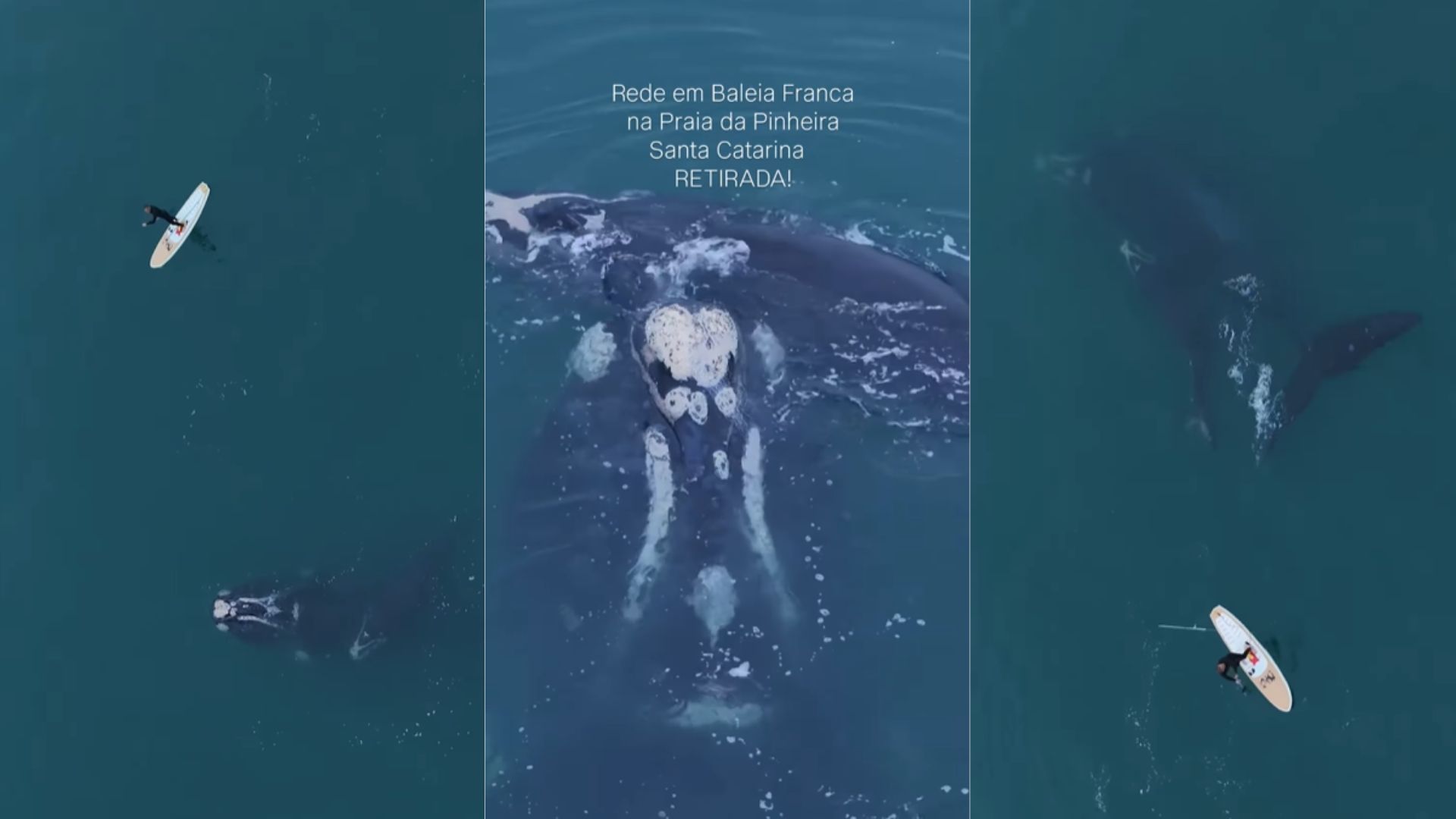 Baleia ficou presa por três dias em rede de pesca | Imagens: reprodução/Instagram (@c.anselmofotografia)