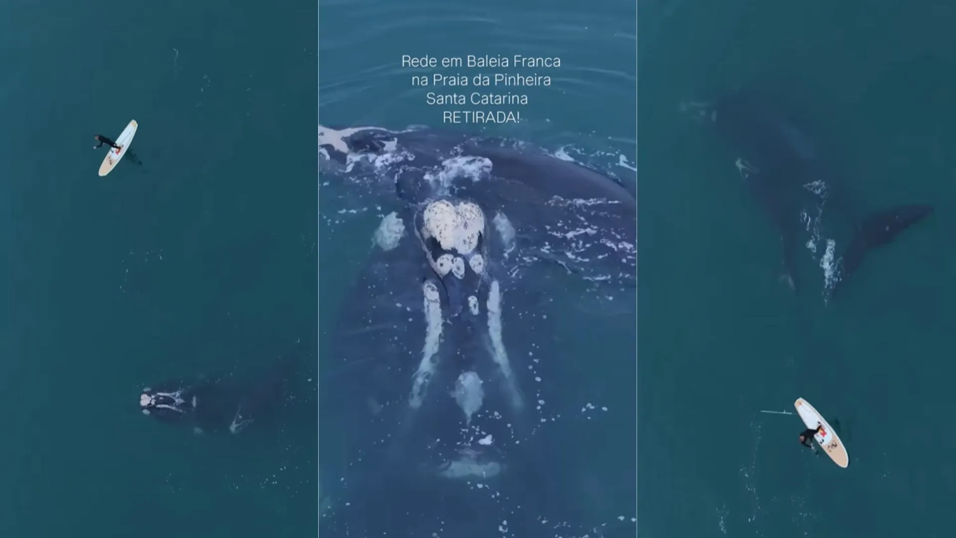 Vídeo mostra resgate de baleia presa por 3 dias em rede no Brasil