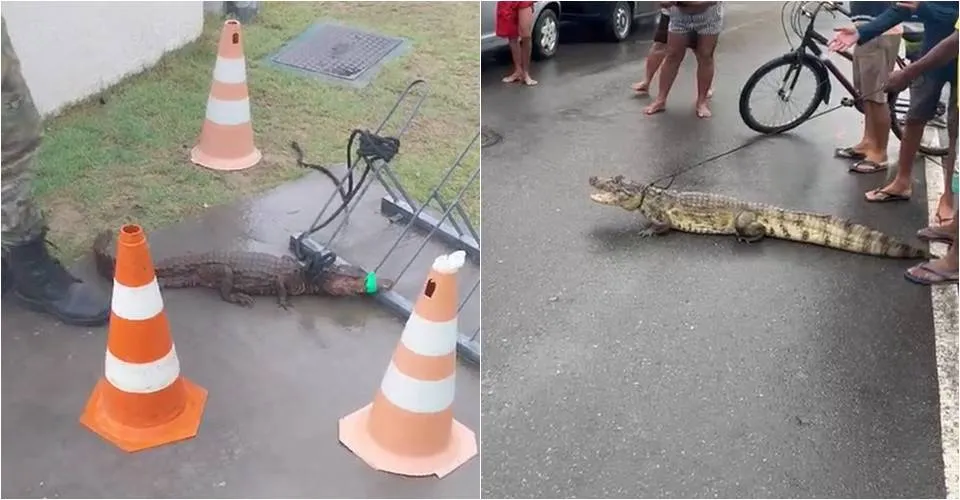 Dois jacarés são encontrados nesta segunda-feira (8) em Salvador e RMS