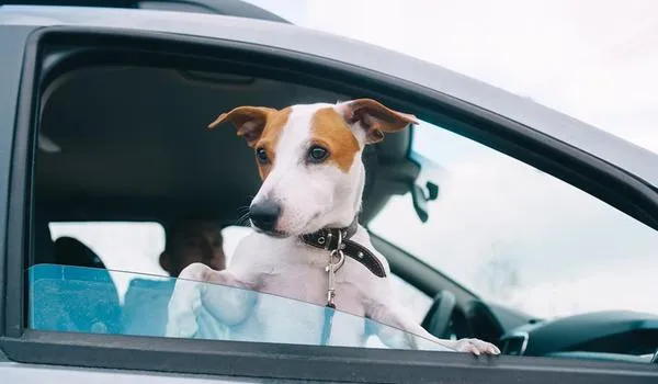 Vacinação contra raiva terá posto drive-thru a partir deste final de semana na Arena Fonte Nova