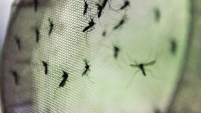 ZIKA VÍRUS: Cientistas anunciam método mais eficaz para destruir ovos do mosquito