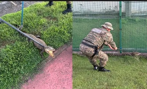Jacaré-anão é resgatado  com ferimento na cabeça na Avenida Paralela, em Salvador