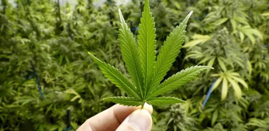 Remédio à base de substancia da maconha pode ser pedido pela internet