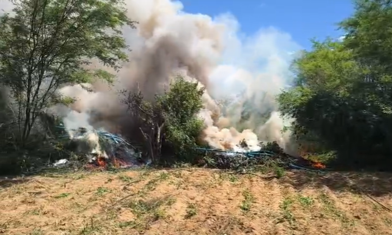 Mais de 25 mil pés de maconha são destruídos pela PM. Foto: SSP-BA