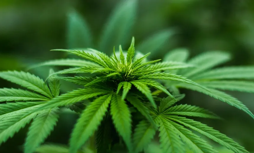 Polícia investiga sumiço de quase uma tonelada de maconha de delegacia